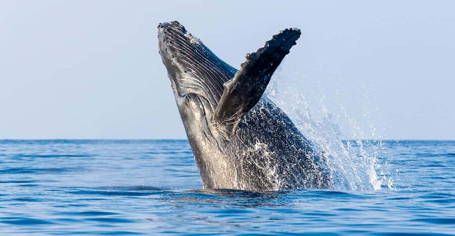 Kailua-Kona: Whale Watching Cruise on the Big Island - Starting at Honokohau Harbor