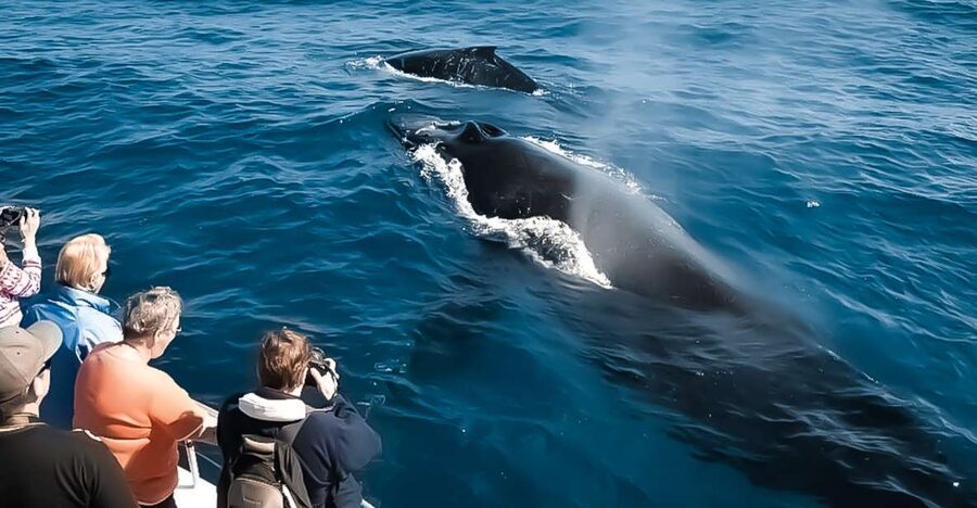 Kalaoa: Big Island and Kona Midday Whale Watching Tour - Why this Kona whale cruise works best in whale season