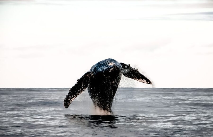 Kalaoa: Big Island and Kona Midday Whale Watching Tour - Searching the Kailua-Kona coast for humpbacks