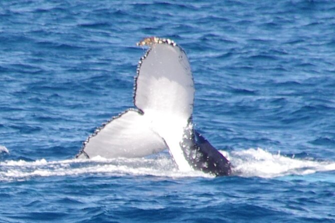 Kalbarri Whale Watching Tour - Key points to know before booking