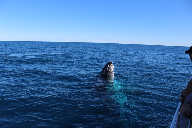 Kalbarri Whale Watching Tour - What the whale season means for your chances