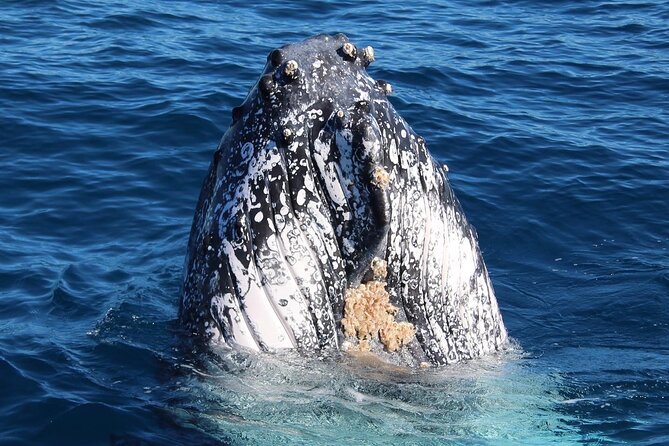 Kalbarri Whale Watching Tour - Passing the local surf spot
