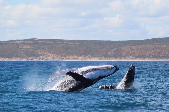 Kalbarri Whale Watching Tour - Finding a good spot on the boat