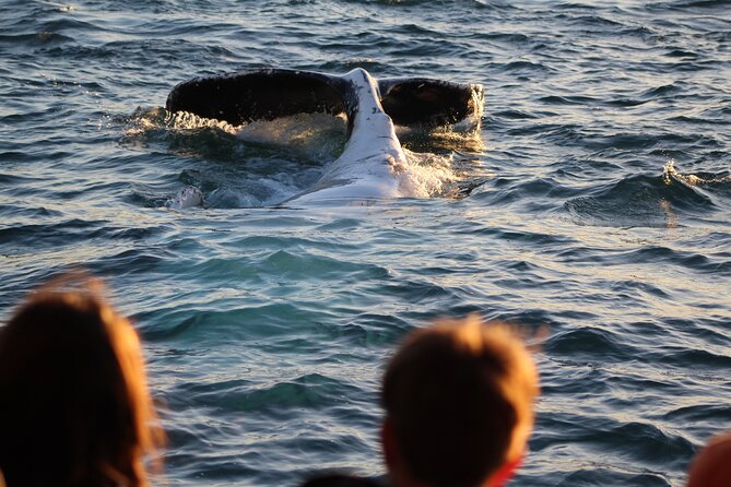 Kalbarri Whale Watching Tour - Is the $57.38 price good value?