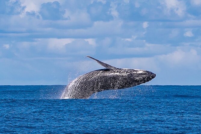 Kalbarri Whale Watching Tour - Weather, minimum numbers, and the cancellation risk