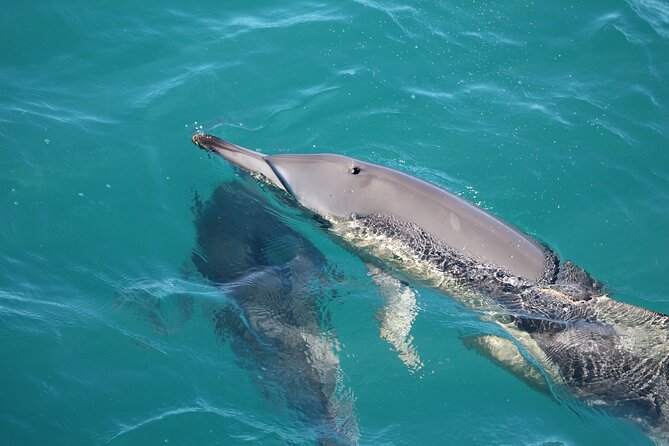 Kalbarri Whale Watching Tour - Who will enjoy this cruise most?