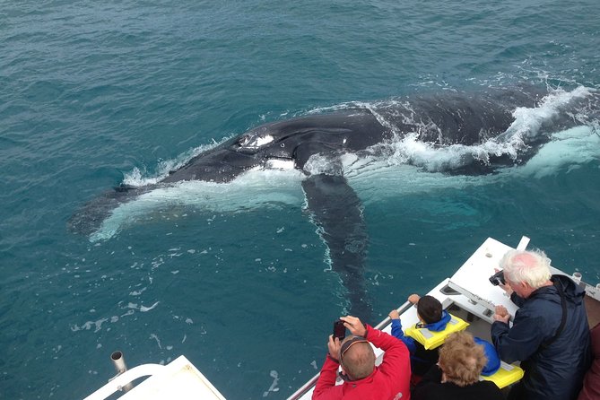 Kalbarri Whale Watching Tour Guided - Key points before you book