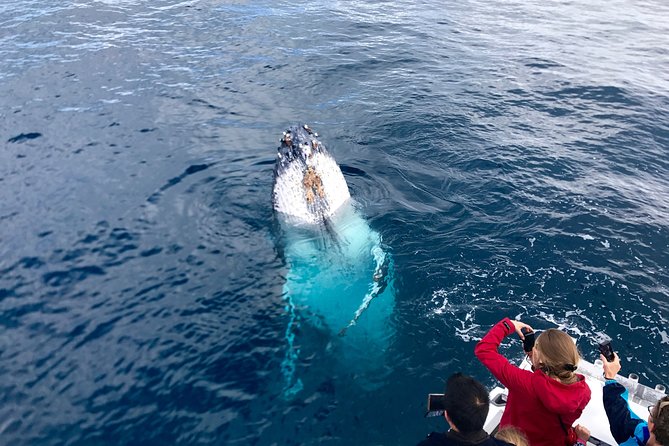 Kalbarri Whale Watching Tour Guided - From Kalbarri Maritime Facility into Gantheaume Bay