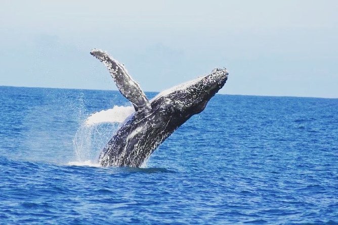 Kalbarri Whale Watching Tour Guided - Why the 50-foot boat matters