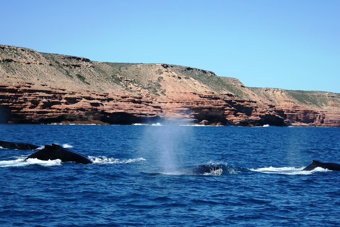 Kalbarri Whale Watching Tour Guided - The crew, commentary, and local sea knowledge
