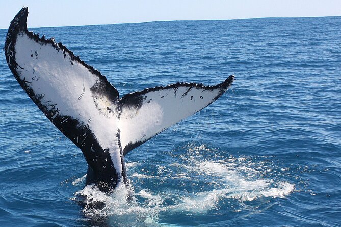 Kalbarri Whale Watching Tour Guided - A realistic look at the whale guarantee