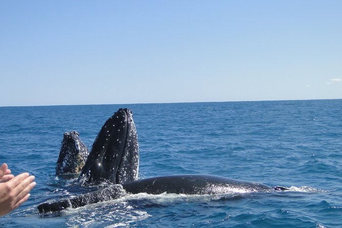 Kalbarri Whale Watching Tour Guided - What to bring for two and a half hours