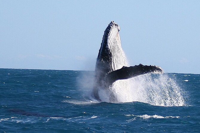 Kalbarri Whale Watching Tour Guided - How much value do you get for $60.97?