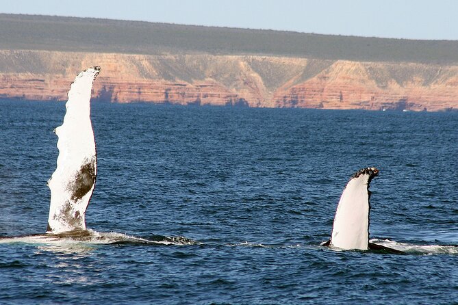 Kalbarri Whale Watching Tour Guided - Who will enjoy this cruise most?