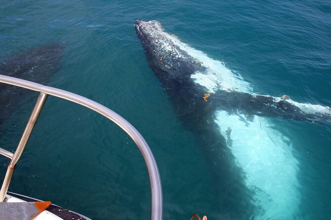 Kalbarri Whale Watching Tour Guided - Watching humpbacks along the Kalbarri coast
