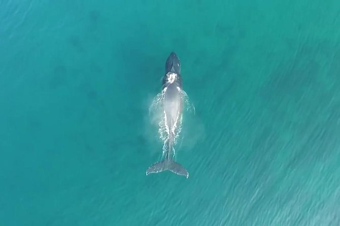 Kauai Raft Adventure: Whale Watch Discovery - Why Kauai’s Winter Whale Season Matters