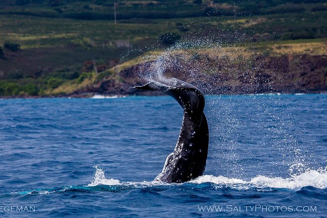 Kauai's South Side Whale and Dolphin Zodiac Boat Adventure - Spouting Horn and the South Shore view
