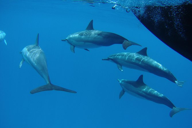 Kauai's South Side Whale and Dolphin Zodiac Boat Adventure - Dolphins, turtles, seabirds, and the welcome extras