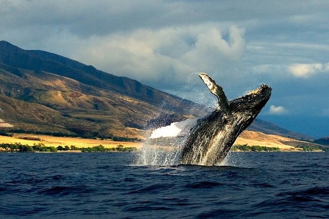 Kauai's South Side Whale and Dolphin Zodiac Boat Adventure - Safety, crew style, and the small-group advantage