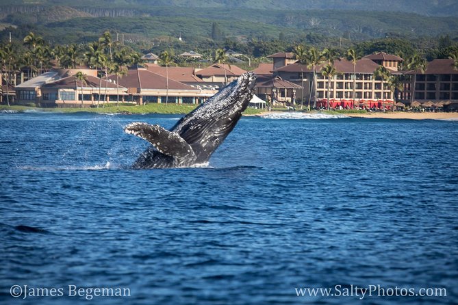 Kauai's South Side Whale and Dolphin Zodiac Boat Adventure - Searching the winter waters for humpbacks