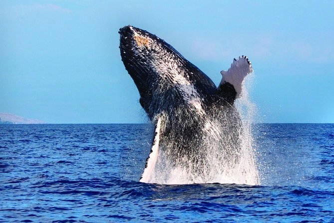 Kawaihae Whale Watch - What the guides add to the ride