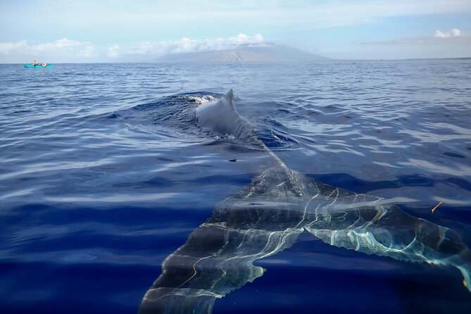 Kayak and Whale Watching Tour - Key points to know before booking