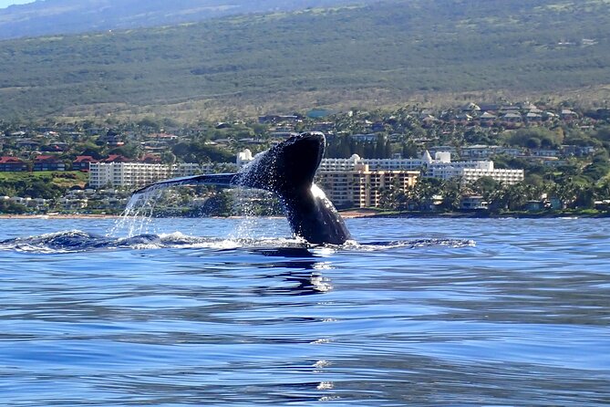 Kayak and Whale Watching Tour - Why a kayak changes Maui whale watching