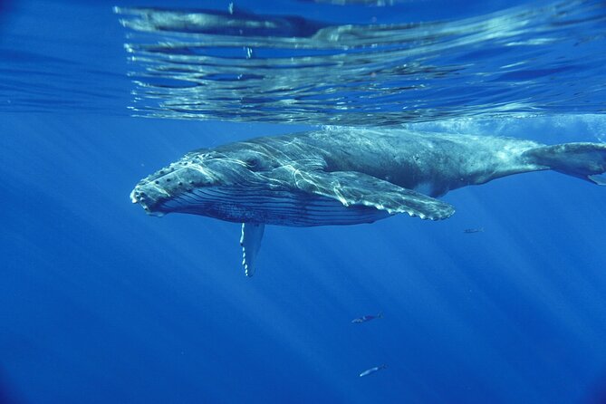 Kayak and Whale Watching Tour - Meeting humpbacks from water level
