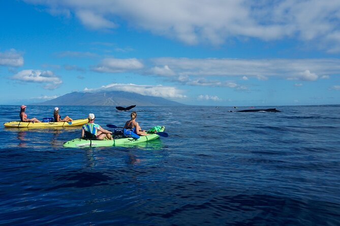 Kayak and Whale Watching Tour - What the $130 price includes