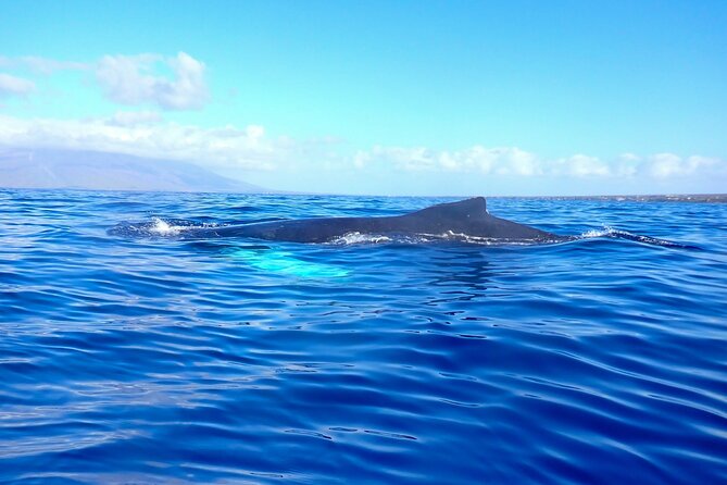 Kayak and Whale Watching Tour - Planning the morning well