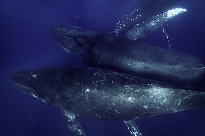 Kayak and Whale Watching Tour - Makena Landing at 7:00 am