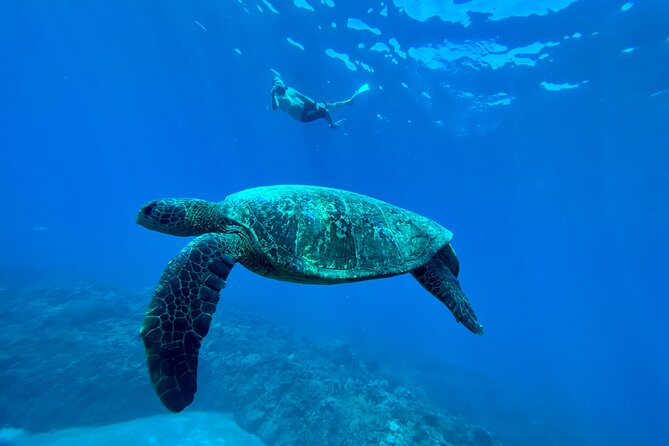 Kayak & Turtle Town Snorkel(Turtles Guaranteed) + Whale Watching - Who will enjoy this tour most