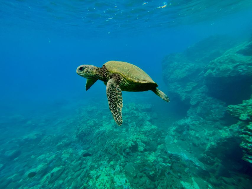 Kayak, Whale Watch And Snorkel At Turtle Town - Paddling Over Olowalu’s Reef Channels