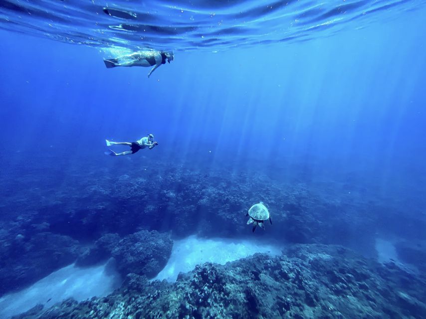 Kayak, Whale Watch And Snorkel At Turtle Town - What the Three Hours Feel Like