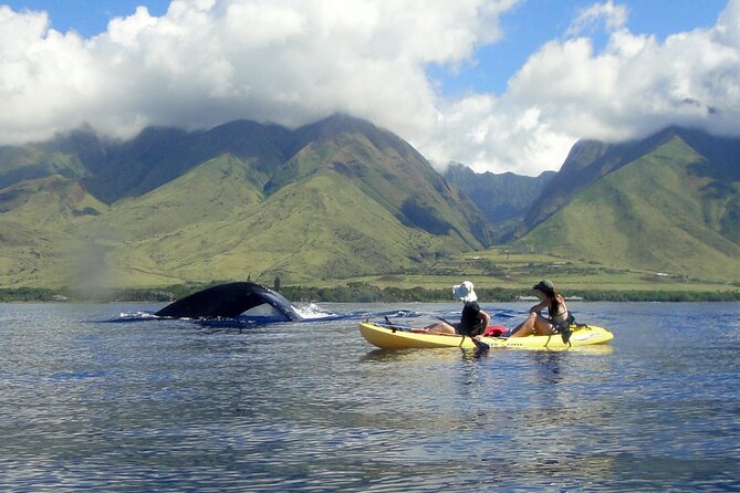 Kayak, Whale Watch and Snorkel - Whale Watching From a Kayak