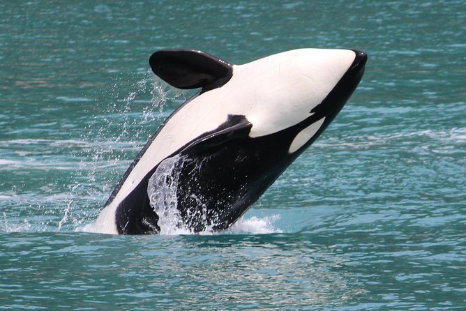Kenai Fjords Orca Quest Cruise - Why this cruise is more than an orca hunt