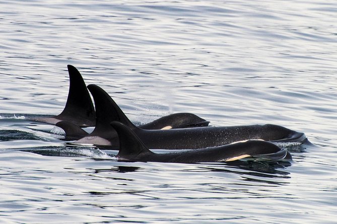 Kenai Fjords Orca Quest Cruise - Resurrection Bay: scenery before the open water