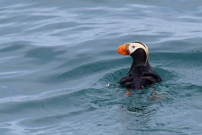 Kenai Fjords Orca Quest Cruise - Kenai Fjords National Park and the search for orcas