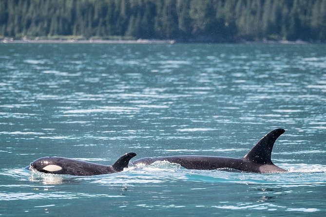 Kenai Fjords Orca Quest Cruise - The wildlife list is broad, not just whale-focused