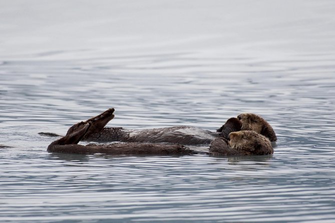 Kenai Fjords Orca Quest Cruise - Is $165.93 a fair price?
