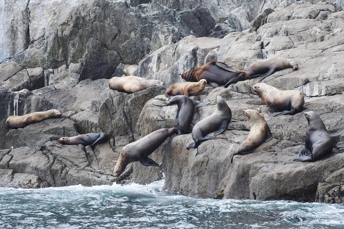 Kenai Fjords Orca Quest Cruise - Who will enjoy this outing most?