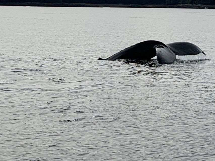 Ketchikan: Marine Wildlife and Whale Watching Boat Tour - Key points before you book