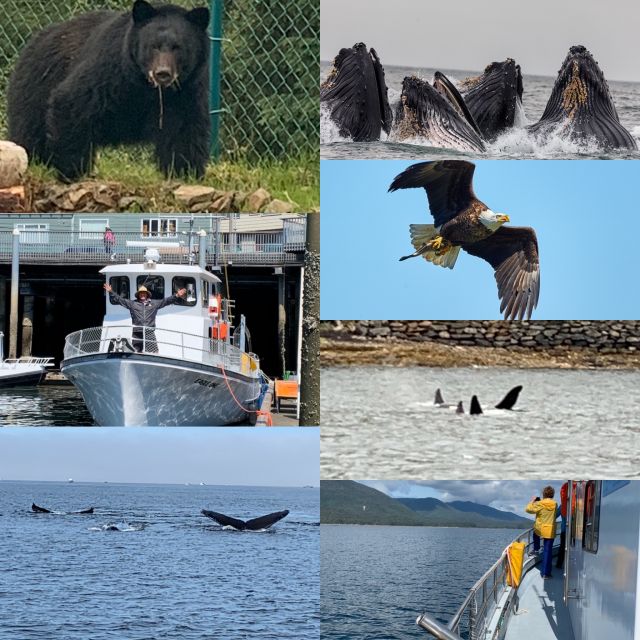 Ketchikan: Marine Wildlife and Whale Watching Boat Tour - How the crew affects the experience