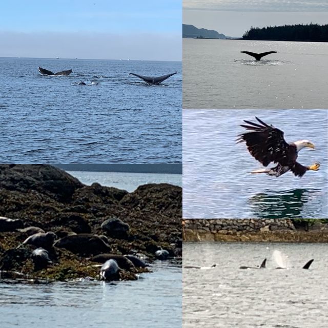 Ketchikan: Marine Wildlife and Whale Watching Boat Tour - Thirty minutes of marine life viewing near Ketchikan