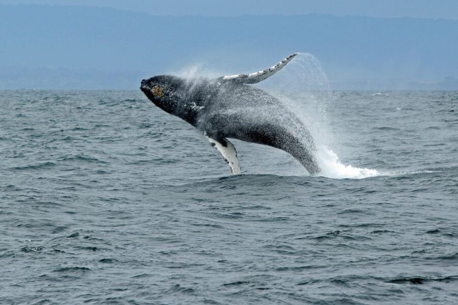 Ketchikan: Marine Wildlife and Whale Watching Boat Tour - Warm drinks, snacks, and outdoor viewing
