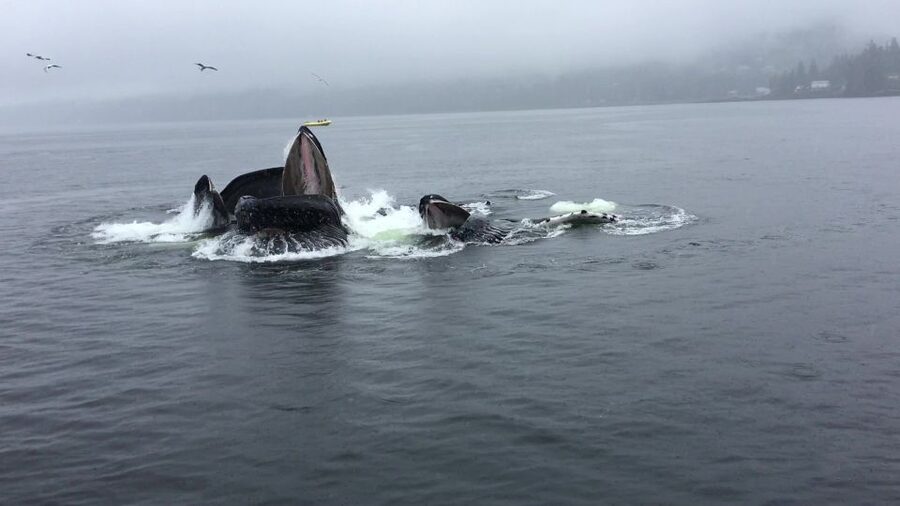 Ketchikan: Marine Wildlife and Whale Watching Boat Tour - Meeting at Berth 2 and getting aboard