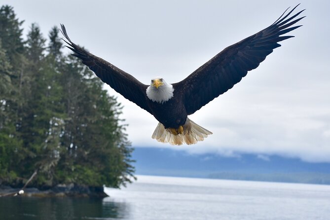 Ketchikan Ultimate Whale Watching, Wildlife, & Wilderness Dining - Key points at a glance