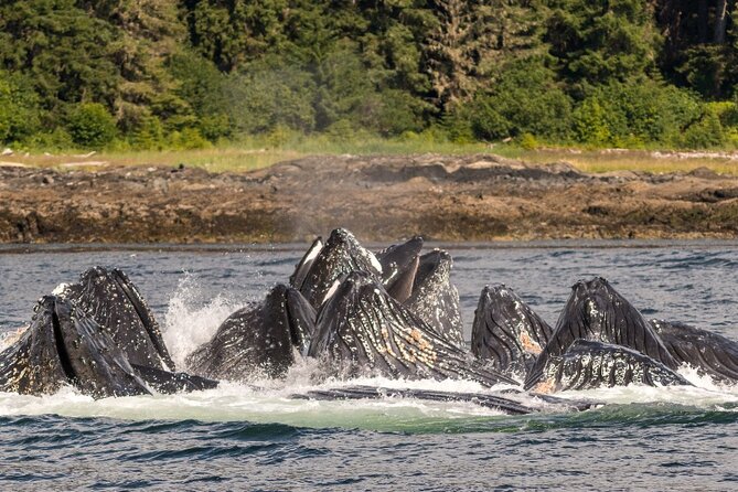 Ketchikan Ultimate Whale Watching, Wildlife, & Wilderness Dining - What you will see from the boat