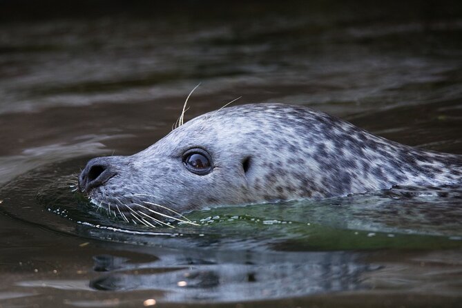 Ketchikan Ultimate Whale Watching, Wildlife, & Wilderness Dining - Weather, timing, and practical planning
