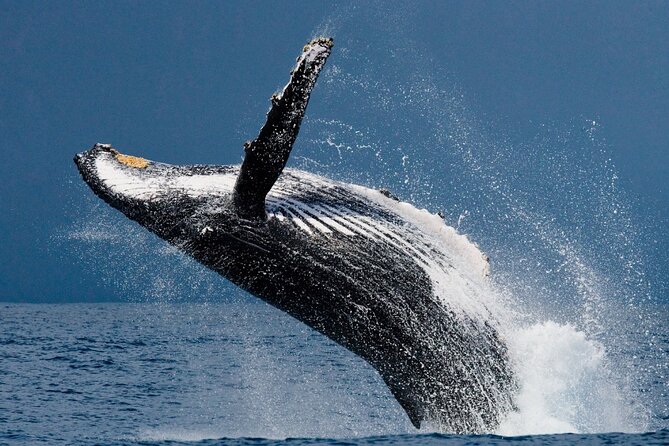 Ketchikan Ultimate Whale Watching, Wildlife, & Wilderness Dining - Eagle feeding brings you closer to the action